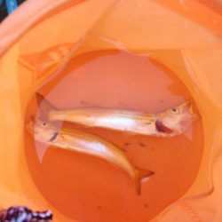 オリジナルメーカー海づり公園(市原市海づり施設) 釣果