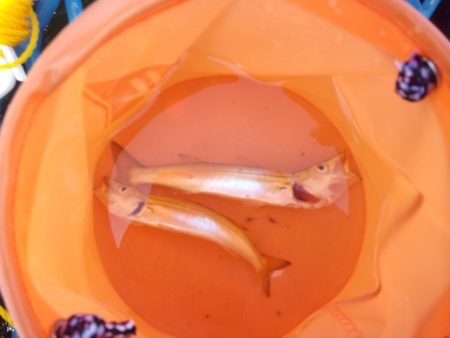 オリジナルメーカー海づり公園(市原市海づり施設) 釣果