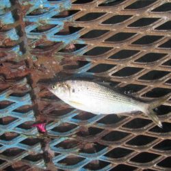 オリジナルメーカー海づり公園(市原市海づり施設) 釣果