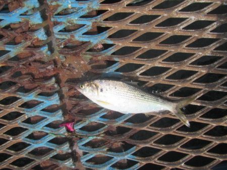 オリジナルメーカー海づり公園(市原市海づり施設) 釣果