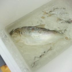 オリジナルメーカー海づり公園(市原市海づり施設) 釣果