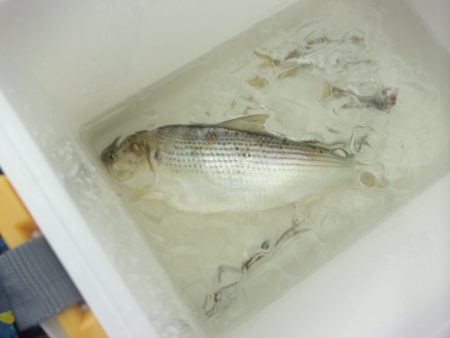 オリジナルメーカー海づり公園(市原市海づり施設) 釣果