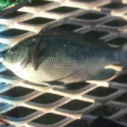 オリジナルメーカー海づり公園(市原市海づり施設) 釣果