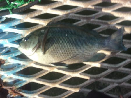 オリジナルメーカー海づり公園(市原市海づり施設) 釣果