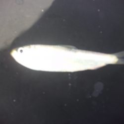 オリジナルメーカー海づり公園(市原市海づり施設) 釣果