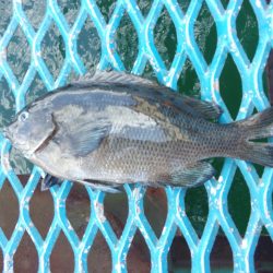 オリジナルメーカー海づり公園(市原市海づり施設) 釣果