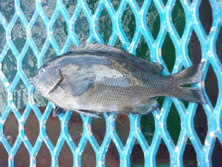 オリジナルメーカー海づり公園(市原市海づり施設) 釣果