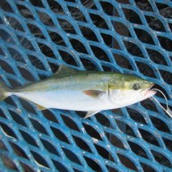 オリジナルメーカー海づり公園(市原市海づり施設) 釣果