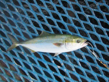 オリジナルメーカー海づり公園(市原市海づり施設) 釣果