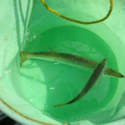 オリジナルメーカー海づり公園(市原市海づり施設) 釣果