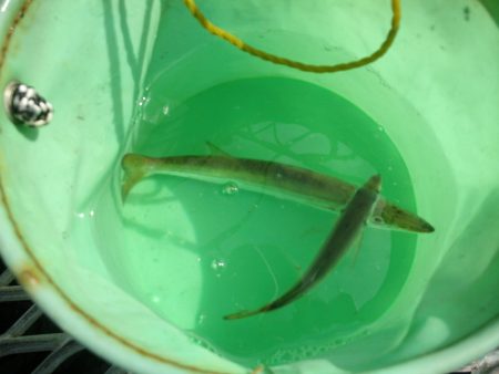 オリジナルメーカー海づり公園(市原市海づり施設) 釣果