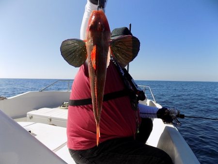 フィッシングボート空風(そらかぜ) 釣果