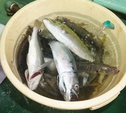 恵陽丸 釣果