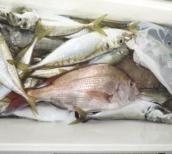 恵陽丸 釣果
