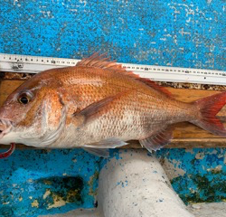 幸吉丸 釣果