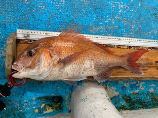 幸吉丸 釣果