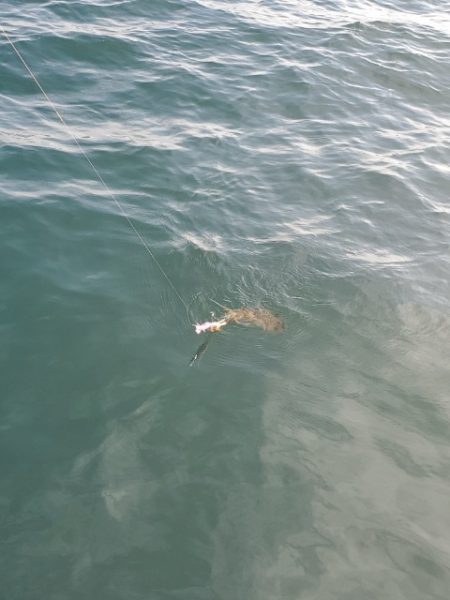 海晴丸 釣果