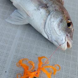 タイラバ遊漁船 ワンピース 釣果