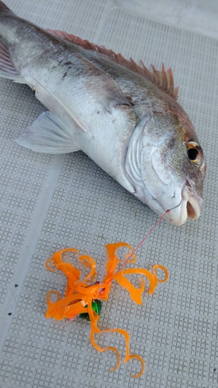 タイラバ遊漁船 ワンピース 釣果