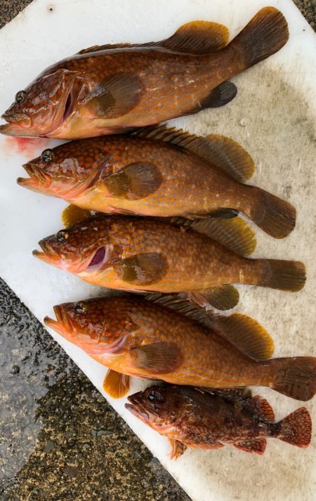 あみや渡船 釣果