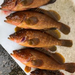 あみや渡船 釣果