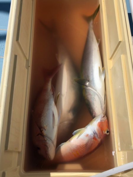 第二八坂丸 釣果