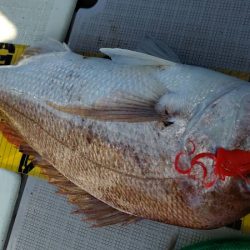 タイラバ遊漁船 ワンピース 釣果