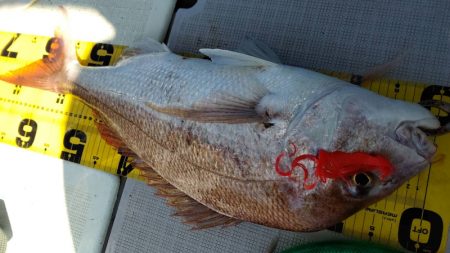 タイラバ遊漁船 ワンピース 釣果