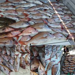 タイラバ遊漁船 ワンピース 釣果