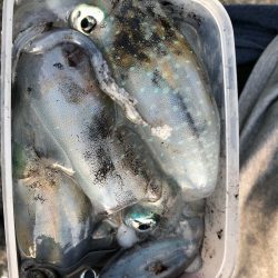 あみや渡船 釣果