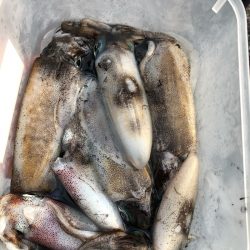 あみや渡船 釣果