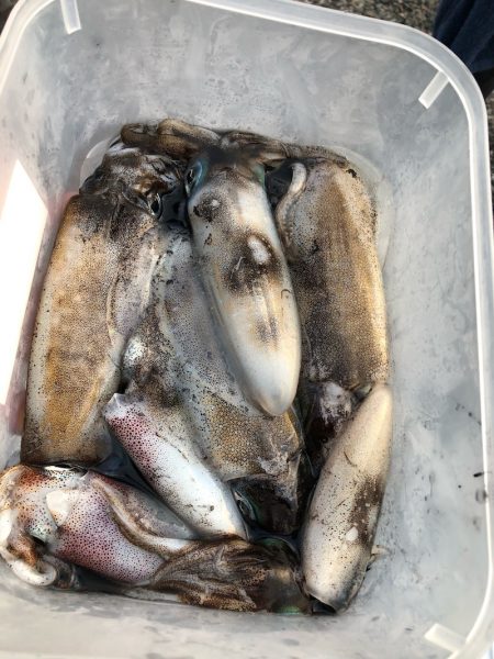 あみや渡船 釣果