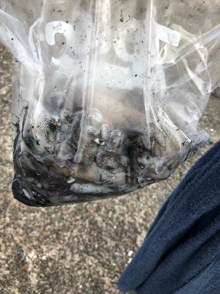 あみや渡船 釣果