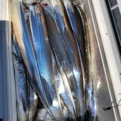 フィッシング　キッタカ 釣果