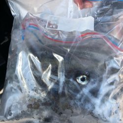 あみや渡船 釣果