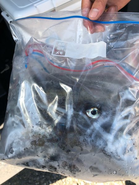 あみや渡船 釣果