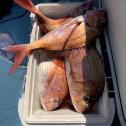 第二八坂丸 釣果