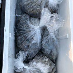 あみや渡船 釣果