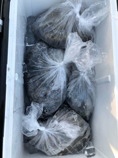 あみや渡船 釣果