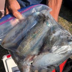 あみや渡船 釣果