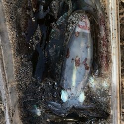 あみや渡船 釣果