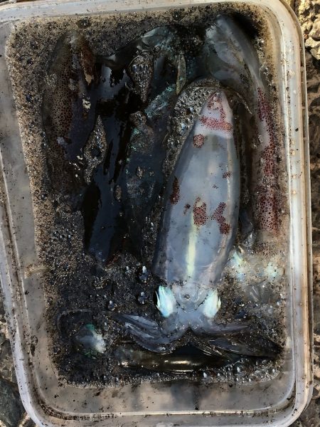 あみや渡船 釣果