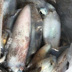 あみや渡船 釣果