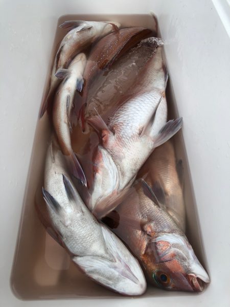 第二八坂丸 釣果