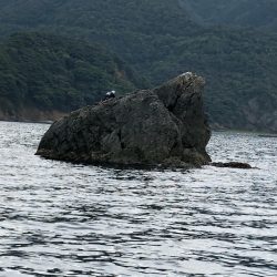 あみや渡船 釣果