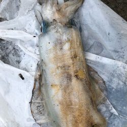 あみや渡船 釣果