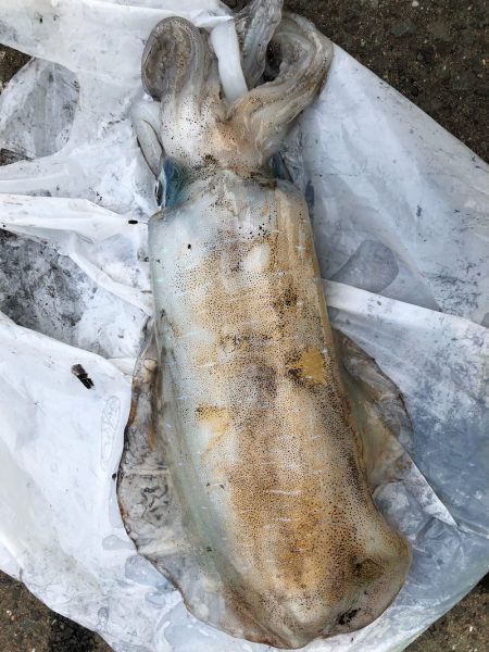 あみや渡船 釣果