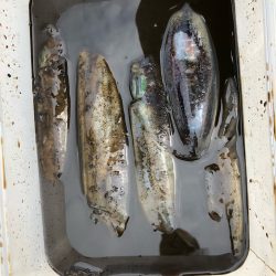 あみや渡船 釣果