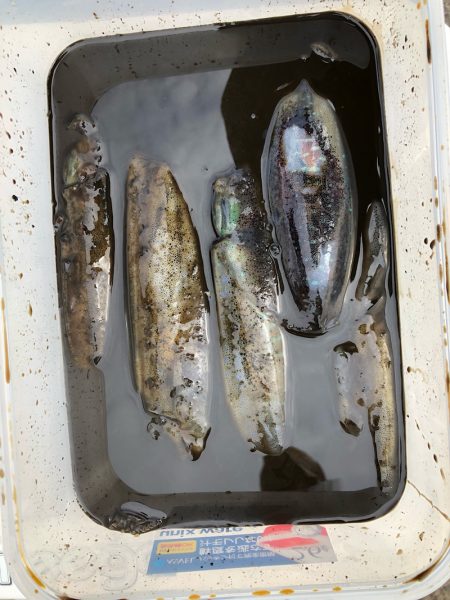 あみや渡船 釣果