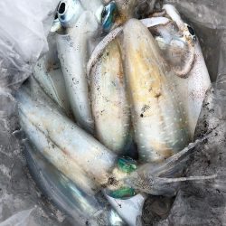 あみや渡船 釣果